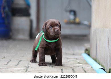 Chocolate Labrador Puppy Dog Pet