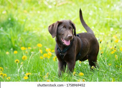 chocolate labrador puppy in a green grass field with yellow flowers