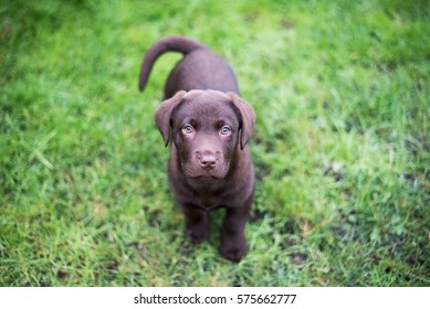 Chocolate labrador puppy on the green grass background