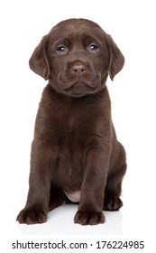 Chocolate Labrador puppy portrait on white background