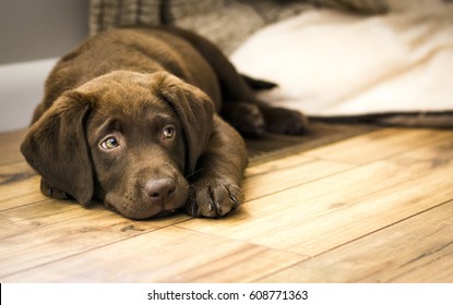 Chocolate Labrador Puppy Resting On Wood Floor