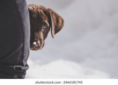 Chocolate Labrador Puppy in Snow - Powered by Shutterstock