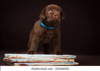 Chocolate labrador puppy standing on a painted board and looking up
