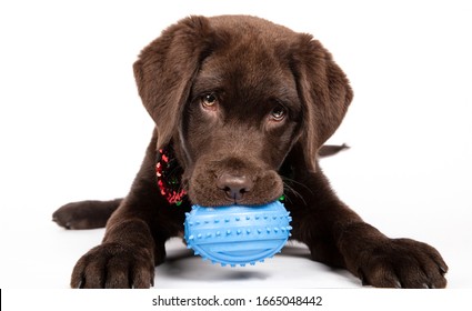Chocolate Labrador puppy of three months biting a blue toy on white background. Isolated image