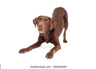 Chocolate labrador retreiver dog in downward facing dog position looking up at handler