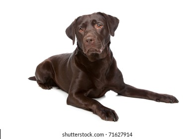 Chocolate Labrador Retriever