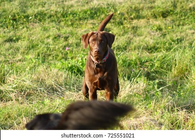 Chocolate Labrador Retriever