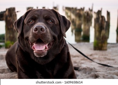 Chocolate Labrador Retriever At The Beach