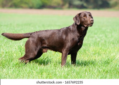 chocolate labrador retriever  with beautiful shiny coat standing for a conformation picture 