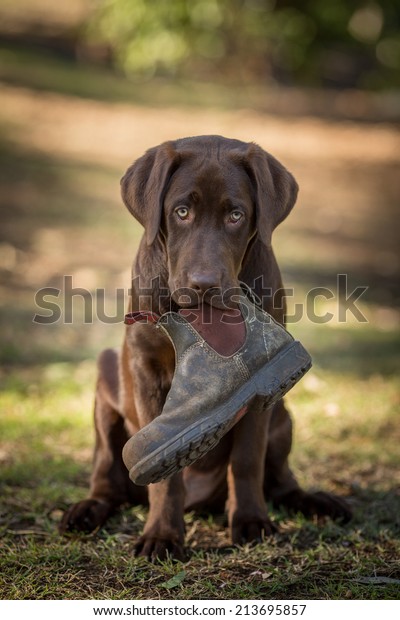 boots for labrador retrievers