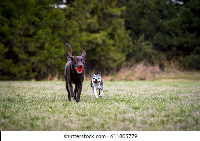 Chocolate Labrador Retriever And Boston Terrier Dogs Running In Grass