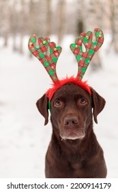 Chocolate Labrador Retriever Dog In Funny Deer Antlers Stands In The Snow In Winter. A Pet Is Resting After A Walk. Cozy Family Holiday New Year And Christmas, Elegant Costumes And Christmas