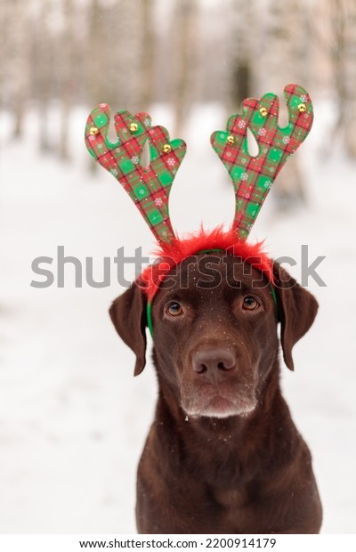 chocolate\
labrador retriever dog in funny deer antlers stands in the snow in\
winter. a pet is resting after a walk. cozy family holiday New year\
and Christmas, elegant costumes and\
Christmas