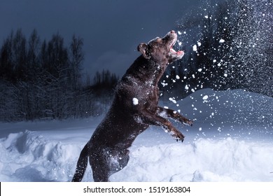 Chocolate Labrador Retriever Dog Jumping And Eating In The Snow In Air