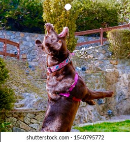 Chocolate Labrador Retriever Dog Jumping High To Catch An Ice Cube - Vertical, Side View