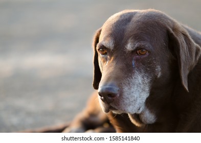 Chocolate Labrador Retriever Dog Laying Down Old