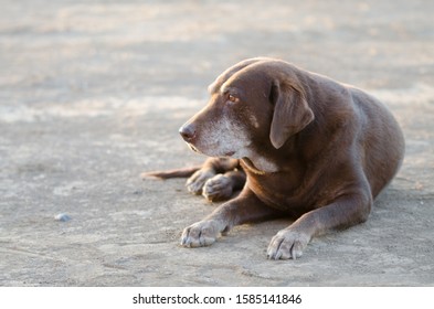 Chocolate Labrador Retriever Dog Laying Down Old