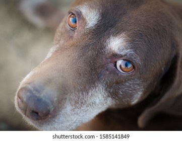 Chocolate Labrador Retriever Dog Laying Down Old