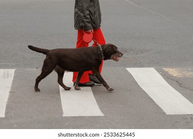 chocolate Labrador retriever dog on walk with its owner. pet and staff cross pedestrian crossing on road. training service dog and taking care of pet. smart animal - Powered by Shutterstock