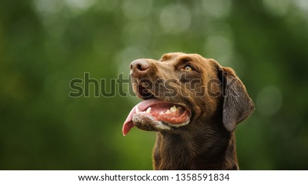 Chocolate Labrador Retriever dog outdoor portrait with green background