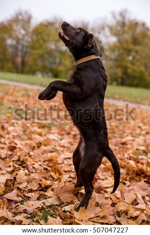 Similar – Foto Bild Laubtanz Herbst Blatt Wald