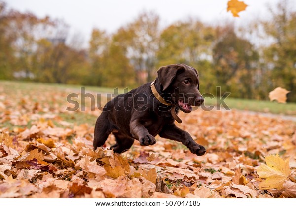 Chocolate\
Labrador Retriever Dog is Playing in the Park.\

