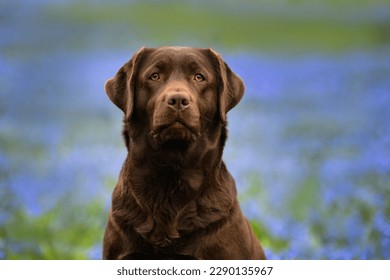 chocolate labrador retriever dog portrait outdoors in spring - Shutterstock ID 2290135967