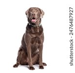 Chocolate labrador retriever dog wearing a collar  sitting and looking up panting with mouth open