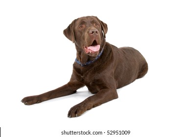 Chocolate Labrador Retriever Isolated On A White Background