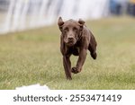 Chocolate Labrador Retriever Lab Running Lure Course Sprint Dog Sport