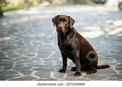 Chocolate labrador retriever looking at camera. Portrait of purebred trained dog sitting on ground in outdoors - Powered by Shutterstock