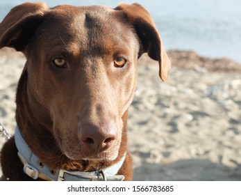 A Chocolate Labrador Retriever On The Beach