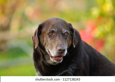 Chocolate Labrador Retriever outdoor portrait  - Powered by Shutterstock