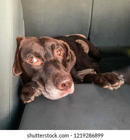 Chocolate Labrador Retriever Laying On White Stock Photo Edit Now