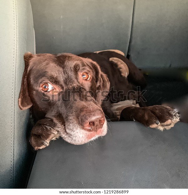 Chocolate Labrador Retriever with paws\
up on truck console, relaxed and looking\
sideways.