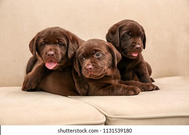 Chocolate Labrador Retriever Puppies On Soft Sofa