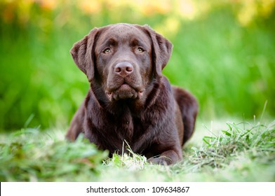 Chocolate Labrador Retriever Puppy