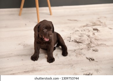 Chocolate Labrador Retriever puppy and dirty paw prints on floor indoors