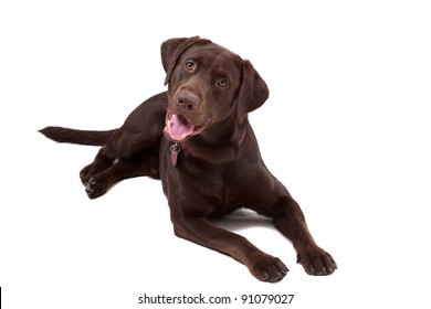 Chocolate Labrador Retriever Puppy Isolated On White Background