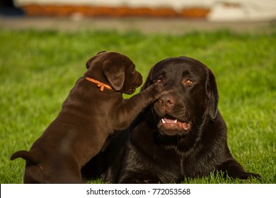 Chocolate Labrador Retriever Puppy  Meeting Adult Chocolate 