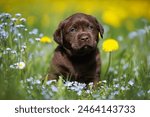 chocolate labrador retriever puppy sitting on a meadow with forget me not flowers and dandelions in summer