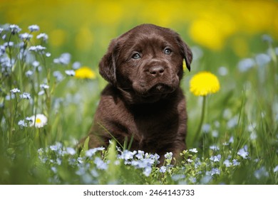 chocolate labrador retriever puppy sitting on a meadow with forget me not flowers and dandelions in summer