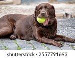 Chocolate Labrador retriever resting on cobblestones, holding a tennis ball in its mouth, playful pose.