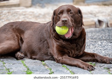 Chocolate Labrador retriever resting on cobblestones, holding a tennis ball in its mouth, playful pose.