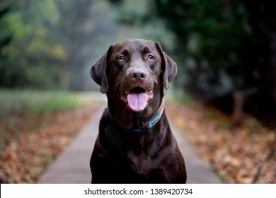 Chocolate Labrador Retriever sitting and or playing in the park during fall.