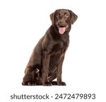 Chocolate labrador retriever is sitting with its tongue out on a white background