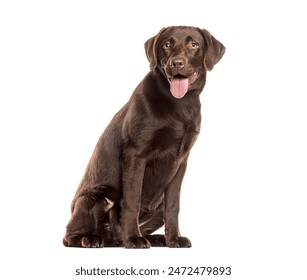 Chocolate labrador retriever is sitting with its tongue out on a white background