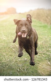 Chocolate Labrador Running