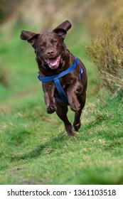 Chocolate Labrador Running.