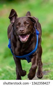 Chocolate Labrador Running